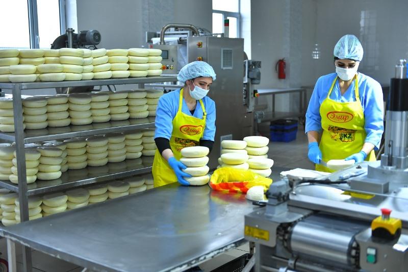 Түркістан облысында ірімшік өндірісі қарқынды дамуда