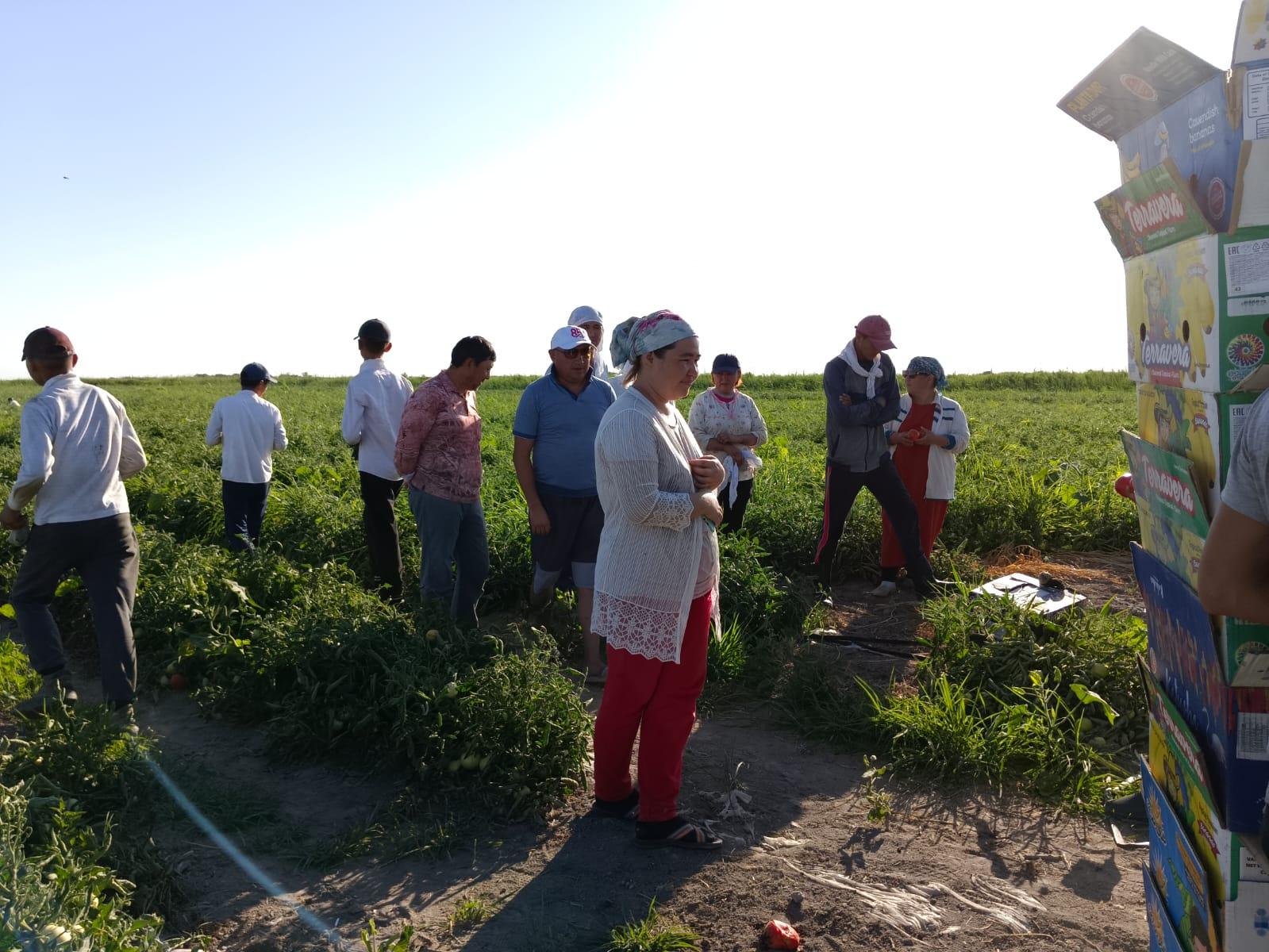 Кызылординские предприниматели повысили квалификацию по садовому и овощному хозяйству 