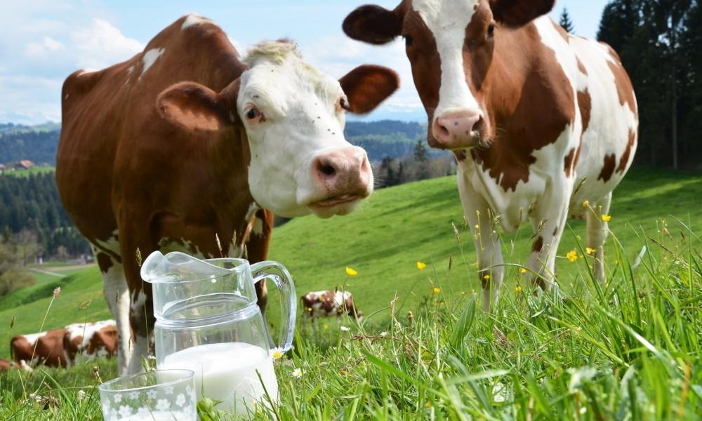 Ассоциация производителей молока и молочных продуктов Актюбинской области: Защита интересов отрасли