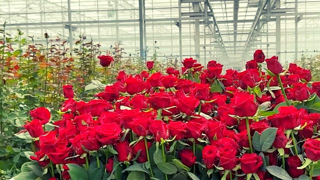 ТЕПЛИЦА ROSE FARM В КАРАСАЙСКОМ РАЙОНЕ ЕЖЕДНЕВНО ПРОИЗВОДИТ БОЛЕЕ 23 ТЫСЯЧ РОЗ: НОВЫЙ ЭТАП РАЗВИТИЯ ОТЕЧЕСТВЕННОГО АГРОБИЗНЕСА